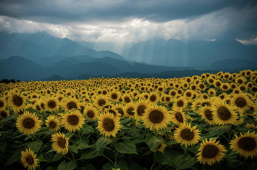 The Shine On Sunflower Field Photograph by Takuya Asada