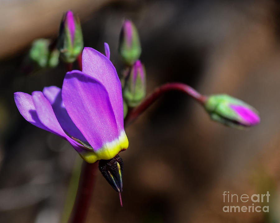 Flowers Still Life Photograph - The Shooting Star WildFlower by Along The Trail