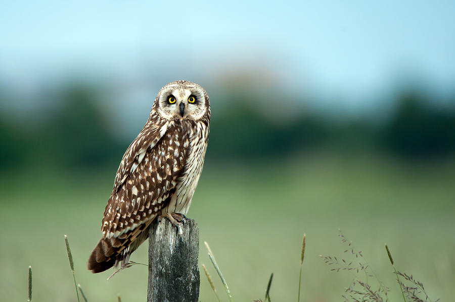 The short-eared owl  Photograph by Torbjorn Swenelius