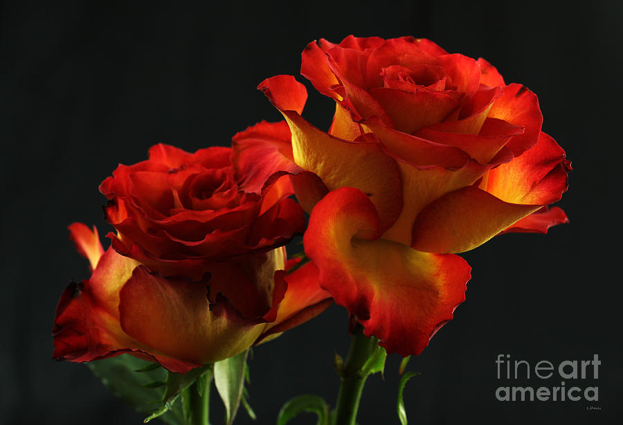 The Show Girls Photograph by Wobblymol Davis - Fine Art America