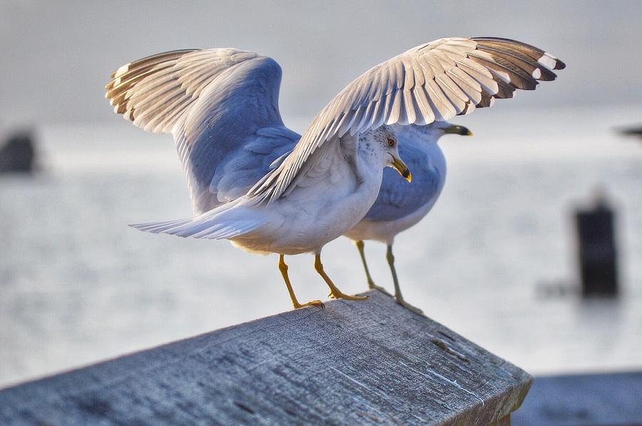 Seagull Photograph - The Show Off by Tiffany Anthony