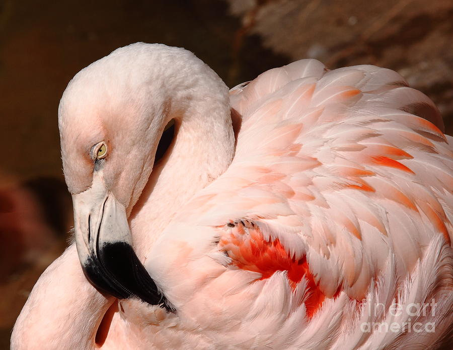 The Shy Flamingo Photograph by Robert Frederick