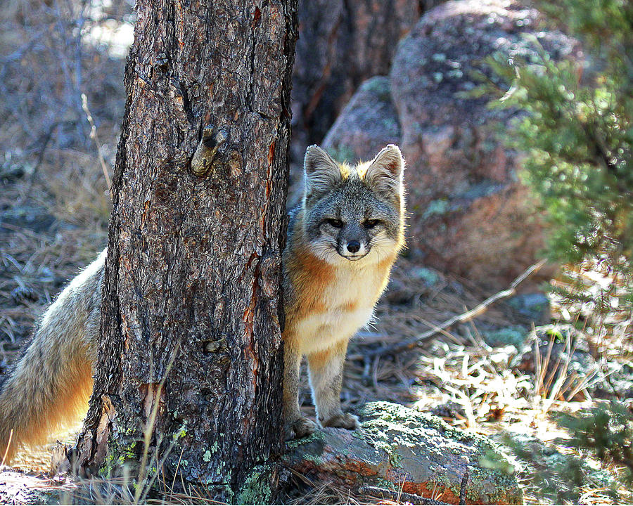 The Shy Fox Photograph by Jim Garrison
