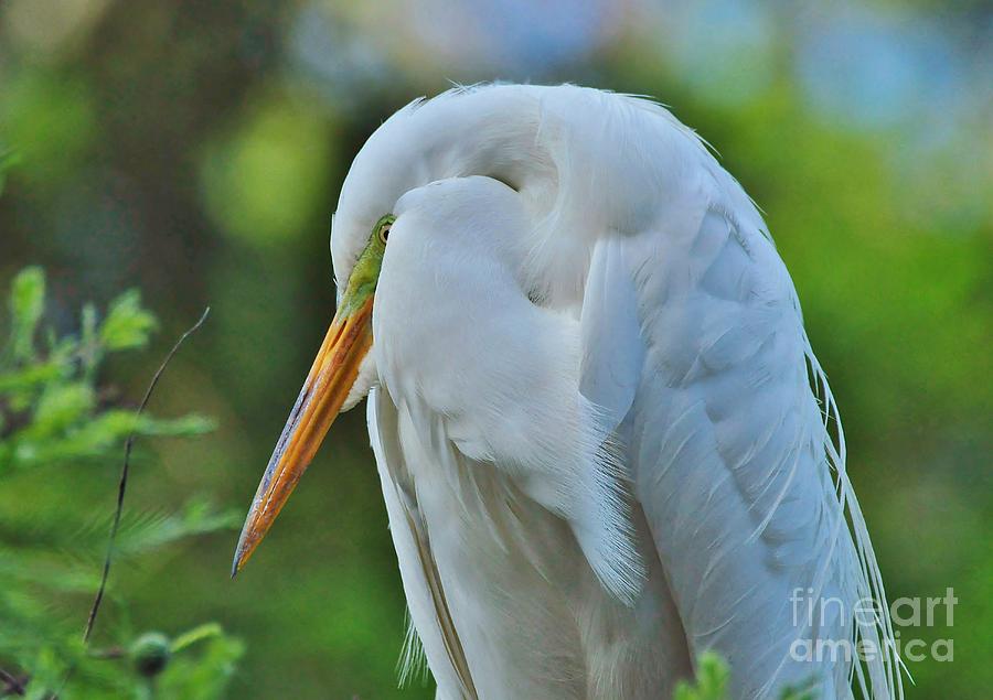 Egret Photograph - The Shy Great Egret by Kathy Baccari