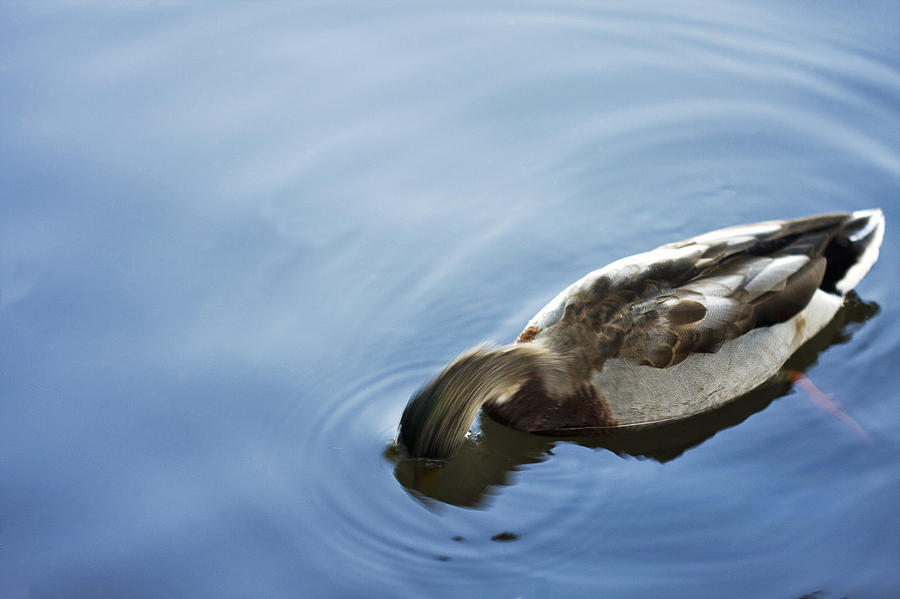 Duck Photograph - The Shy Mallard by Boris Blyumberg