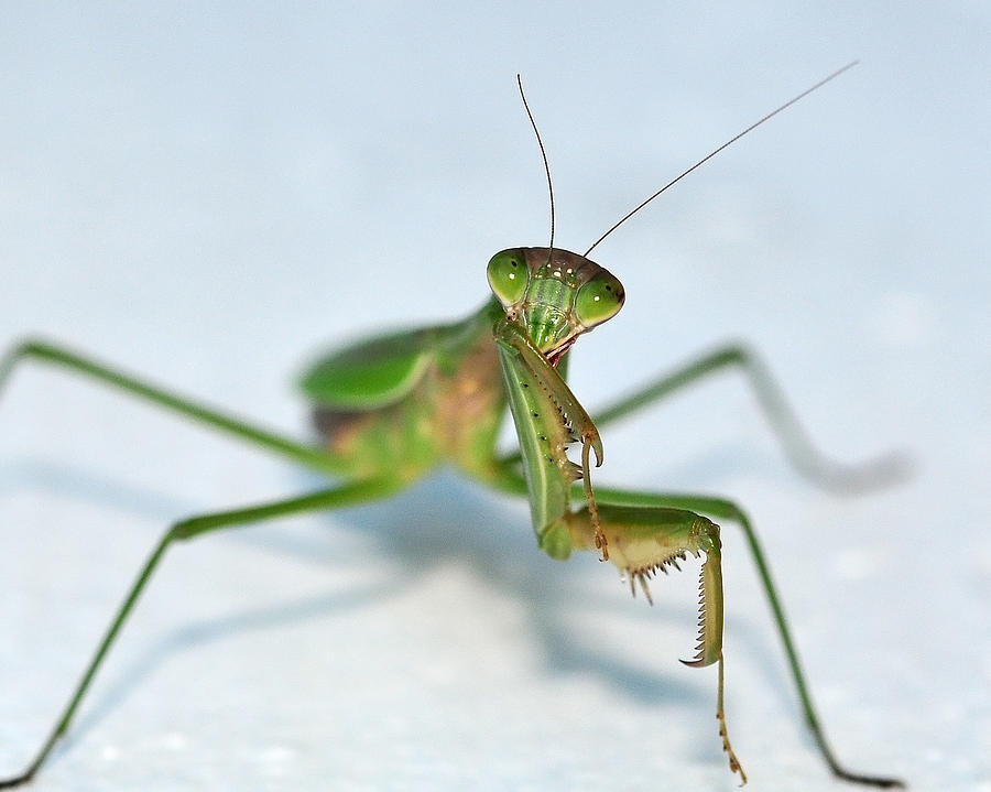 Insects Photograph - The Shy Mantis by Lara Ellis