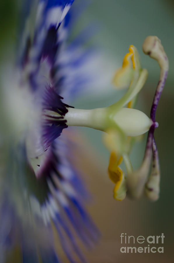 Nature Photograph - The side of Passion by Nicole Markmann Nelson
