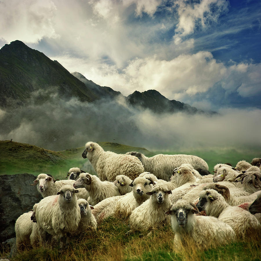 The Silence Of The Lambs Photograph by Istvan Kadar
