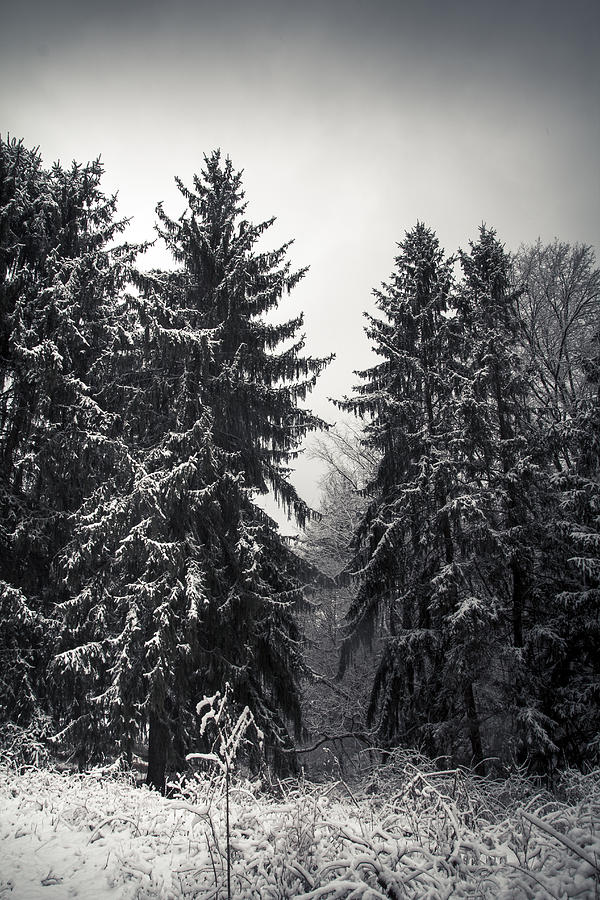 Winter Photograph - The Silent Season by Shane Holsclaw