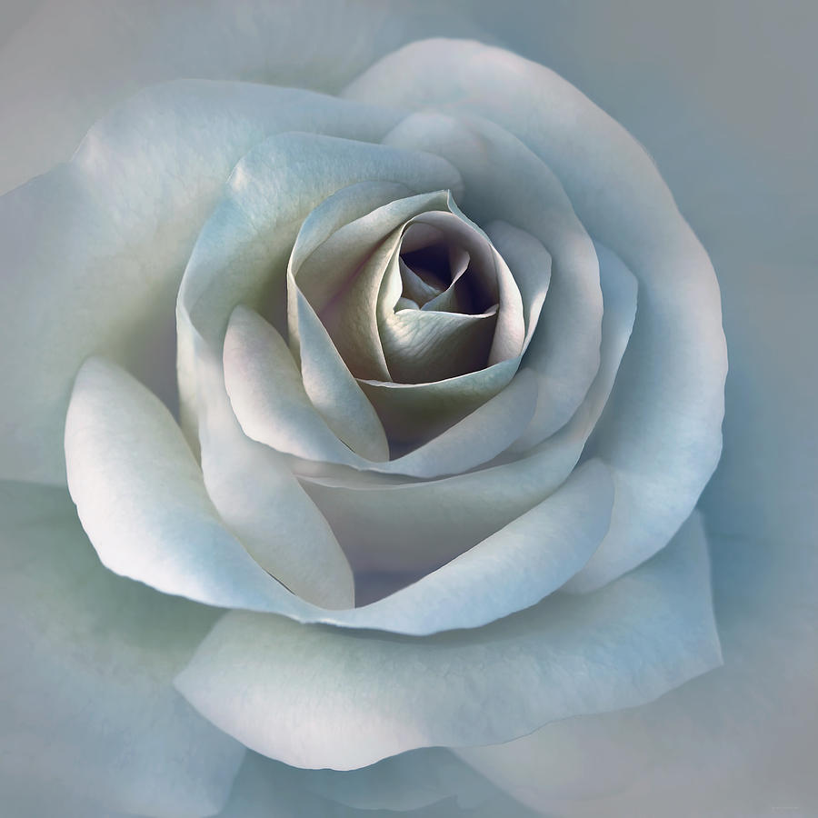 The Silver Luminous Rose Flower Photograph by Jennie Marie Schell