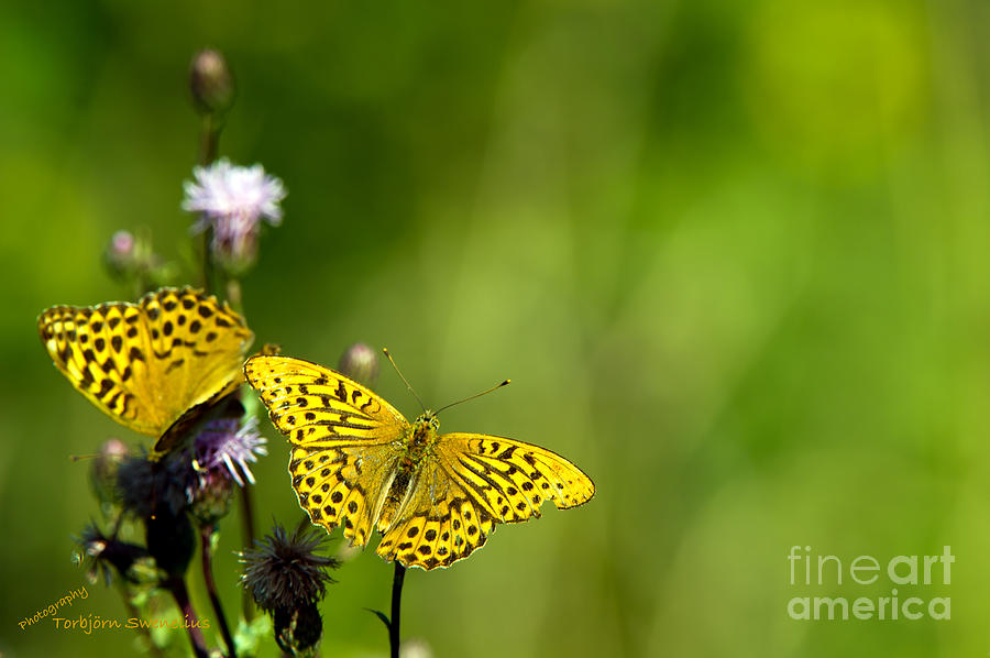 The Silver-washed Fritillary Photograph by Torbjorn Swenelius
