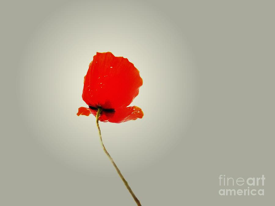 The Simple Poppy Photograph by Clare Bevan