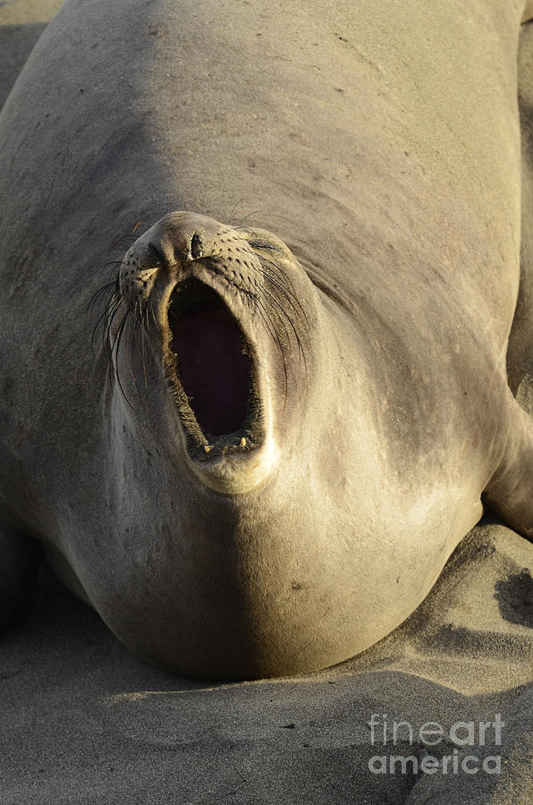 The Singing Seal Photograph by Bob Christopher