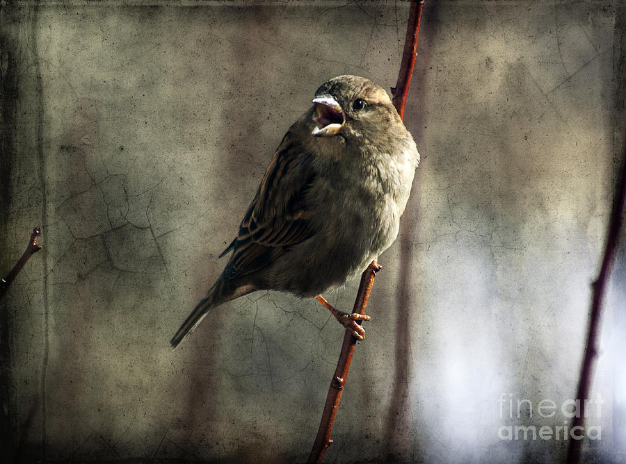 The Singing Sparrow Photograph by Janice Pariza