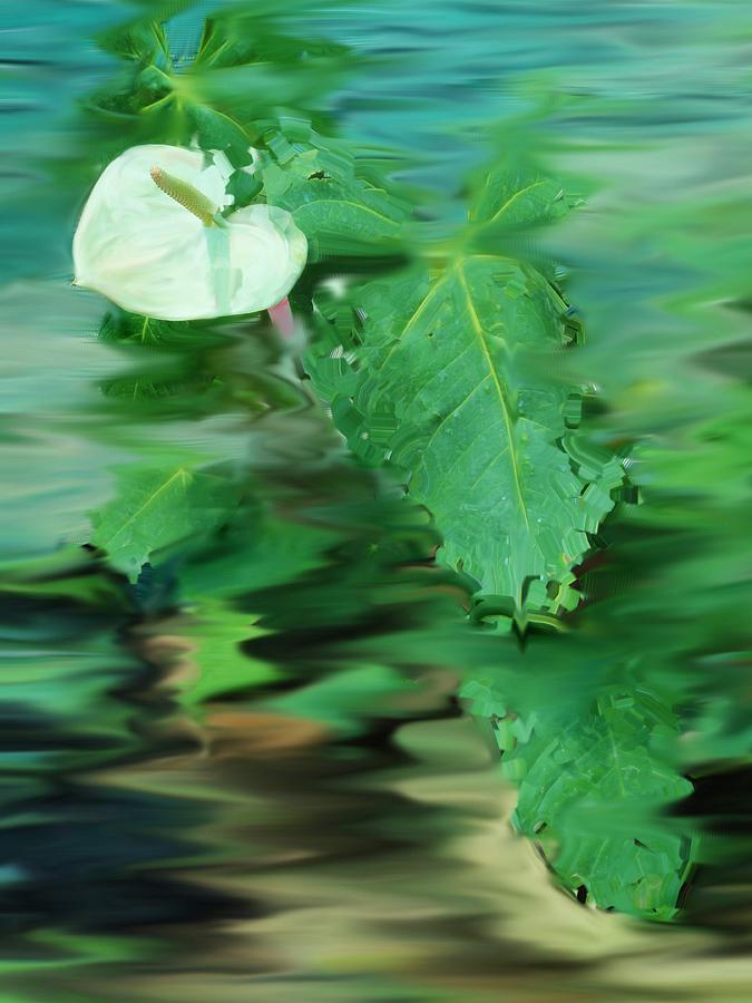 Nature Digital Art - The single white Anthurium by Usha Shantharam
