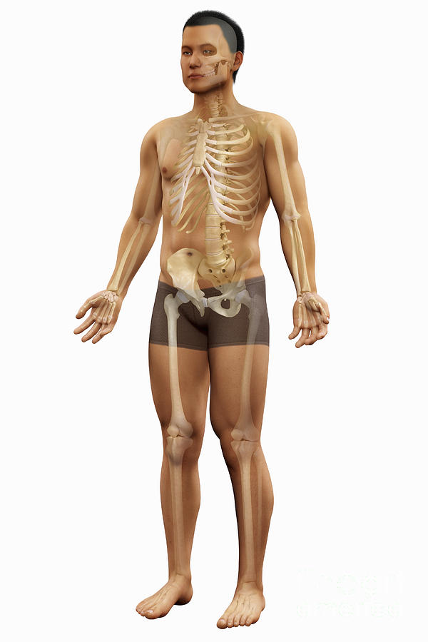 The Skeletal System Photograph by Science Picture Co