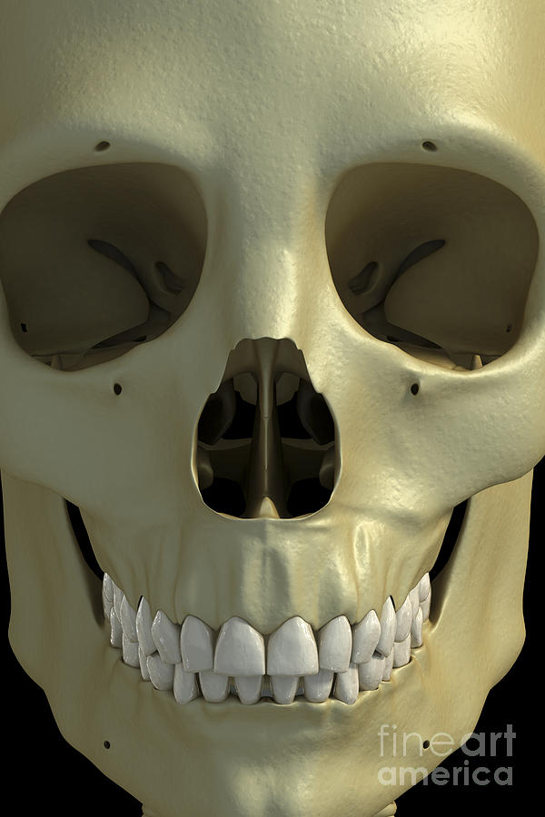 Skeleton Photograph - The Skull by Science Picture Co