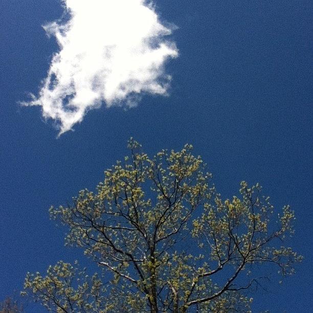 The Sky Is So Blue Today Photograph by Danielle C