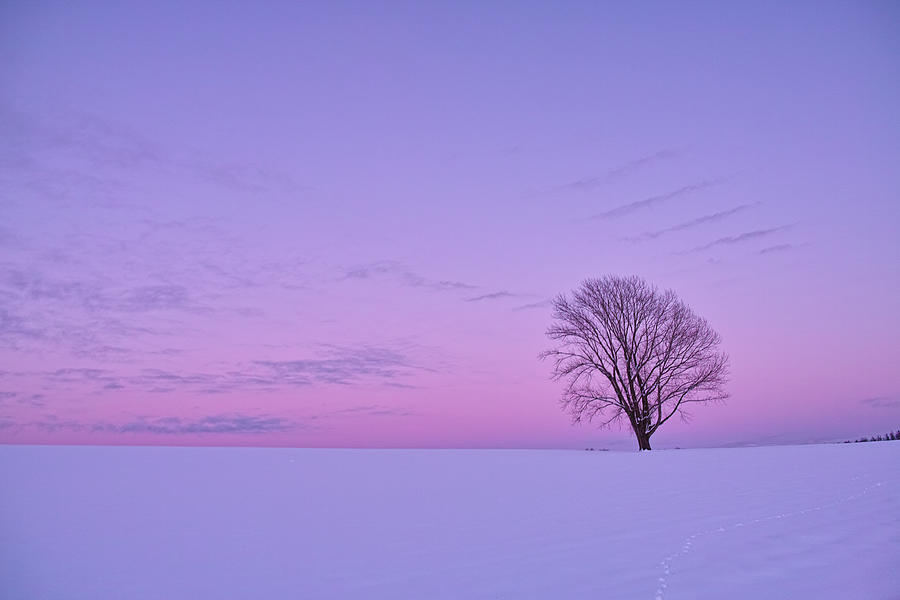 The Sky Of A Pastel Color, And A Lonely Photograph by Atsushi Hayakawa