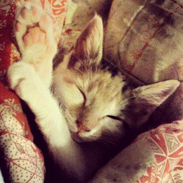 The Sleepiest Kitten #kittynamedpixel Photograph by Robyn Addinall