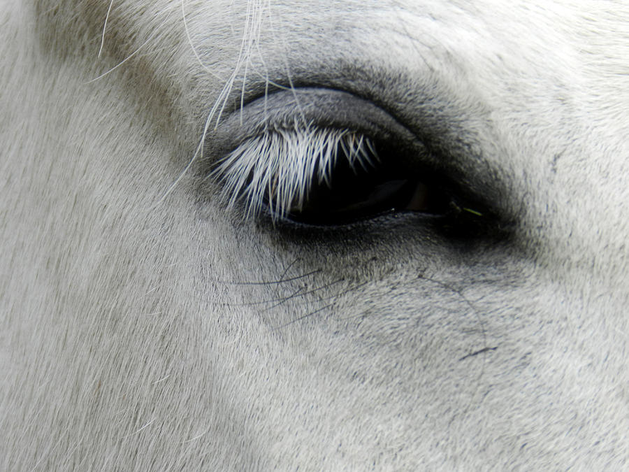 The Sleepy Horse Photograph by Latisha Wolf - Fine Art America