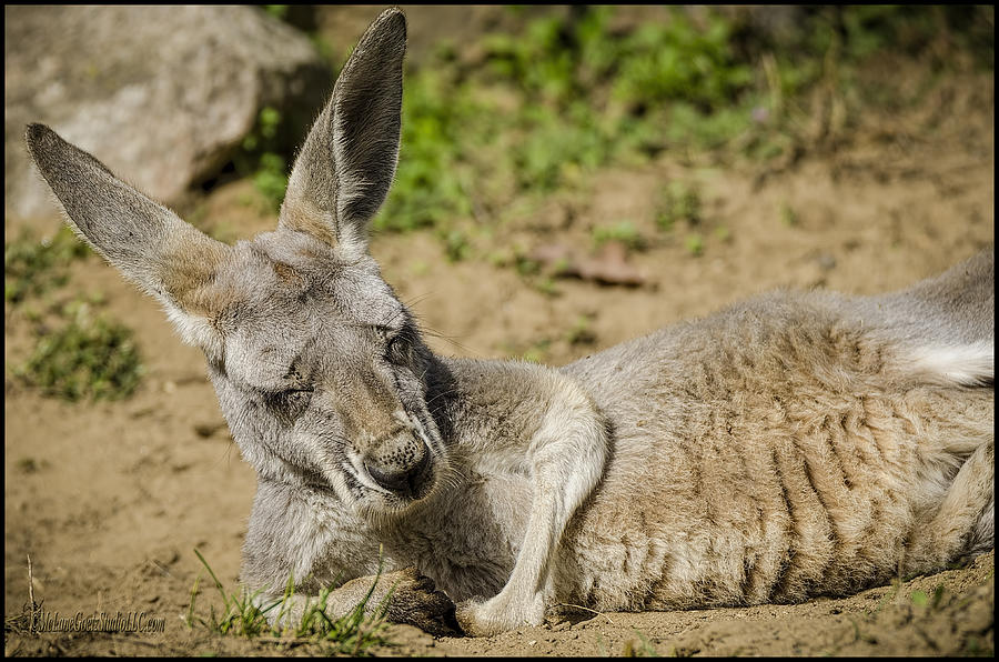 The Sleepy Kangaroo Photograph