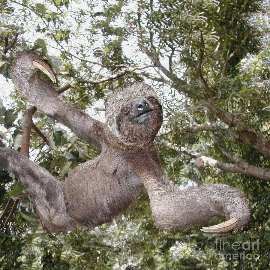 The Sloth  A Real Tree Hugger Photograph by Sterling Gold