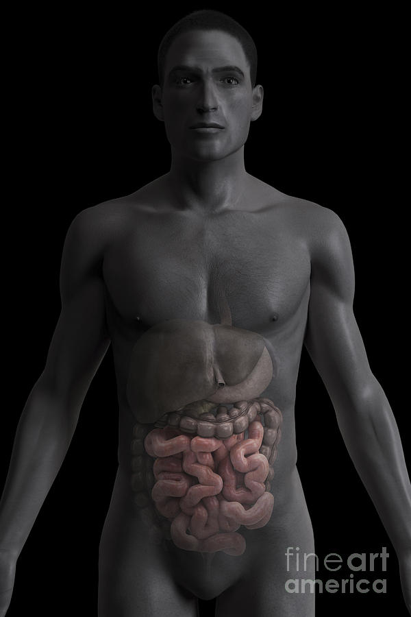 The Small Intestines Photograph By Science Picture Co Fine Art America