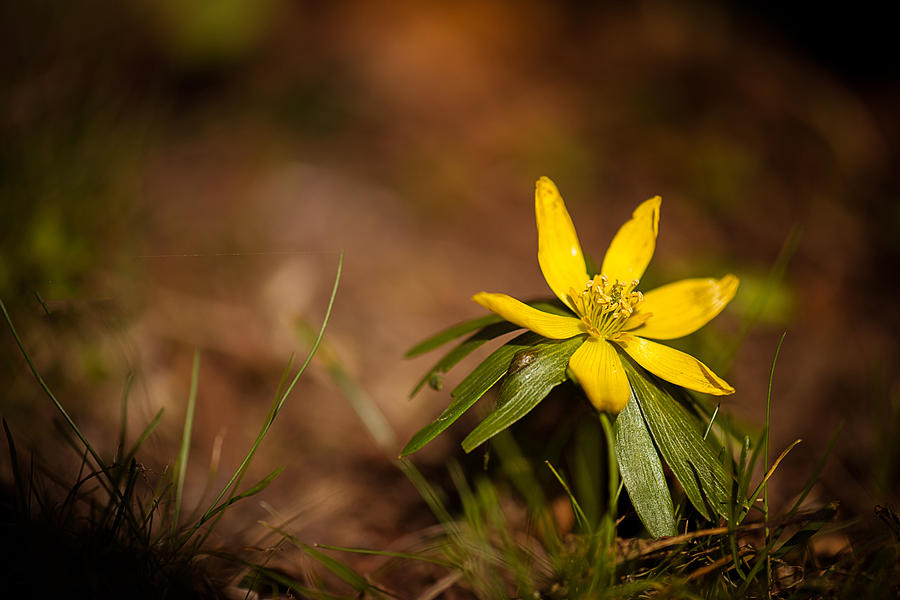 The smallest flower Photograph by Catalin Tibuleac - Pixels