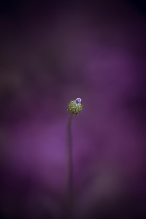Small Photograph - The Smallest Of Things by Shane Holsclaw