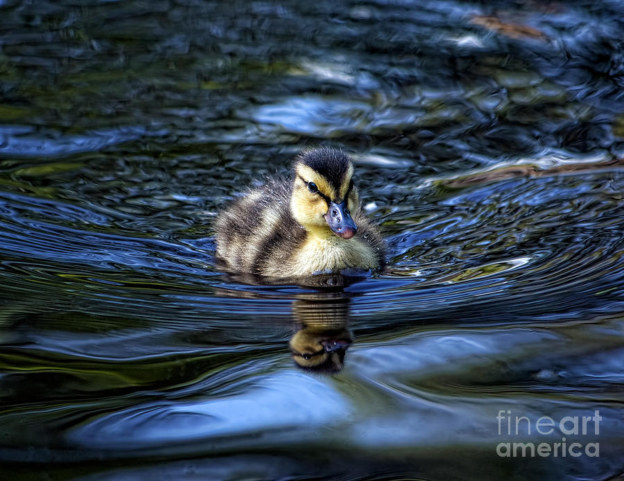 Duck Photograph - The Smallest Swimmer by The Soulosphere Duck Photograph - The Smallest Swimmer by The Soulosphere