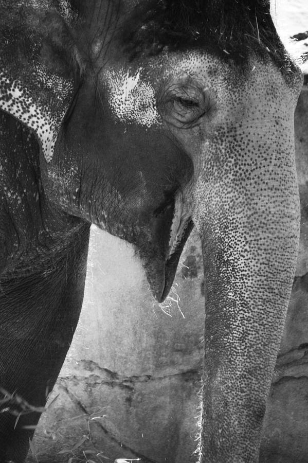 The Smiling Elephant Photograph By Jackie Farnsworth Pixels