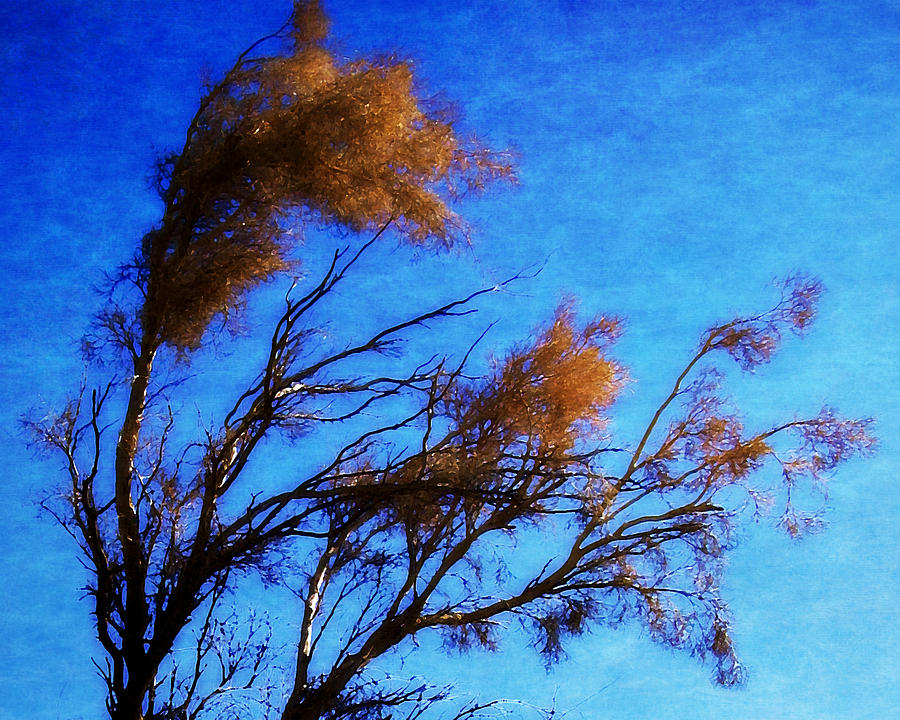 The Smoke Tree Photograph by Timothy Bulone