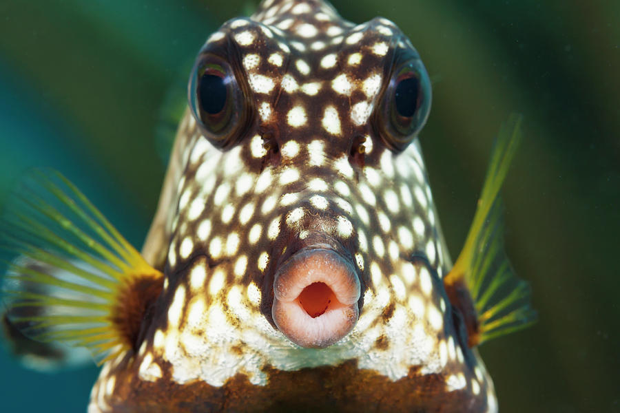 The Smooth Trunkfish  Lactophrys Photograph by Dave Fleetham