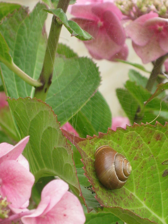 Nature Photograph - The Snail and the Spider Web by Elesia Marie