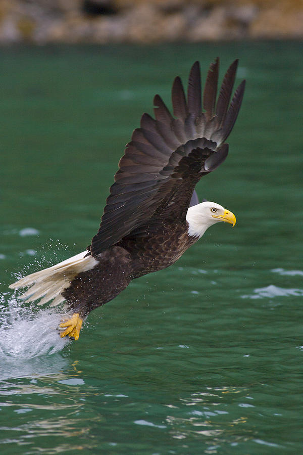 Bald Eagle Photograph - The Snatch by Tim Grams