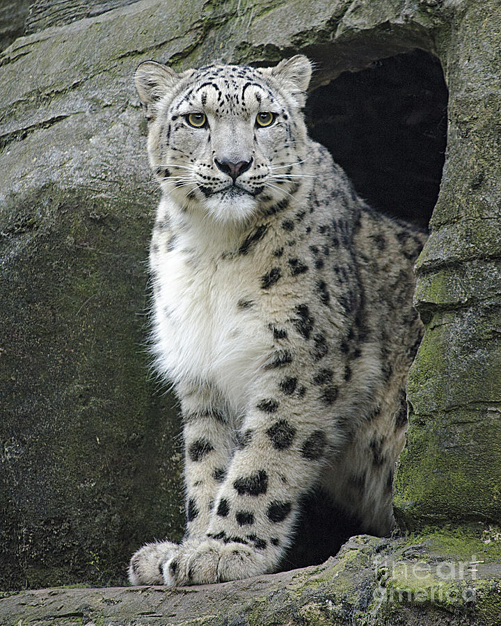 The Snow Leopard Photograph by Linsey Williams