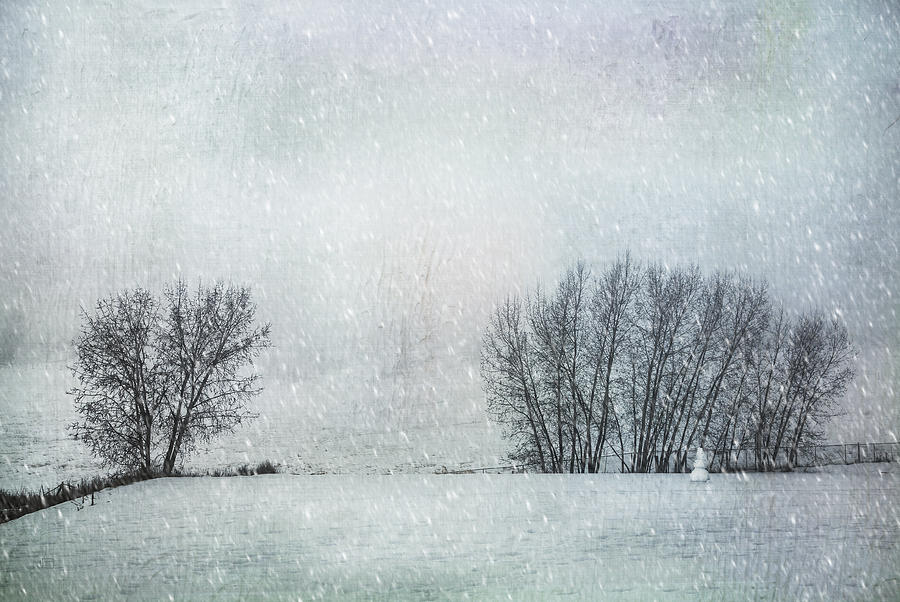 The Snow Sentry Photograph by Theresa Tahara