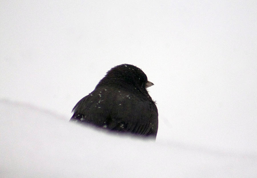 Bird Photograph - The snow Thinker by Lily K