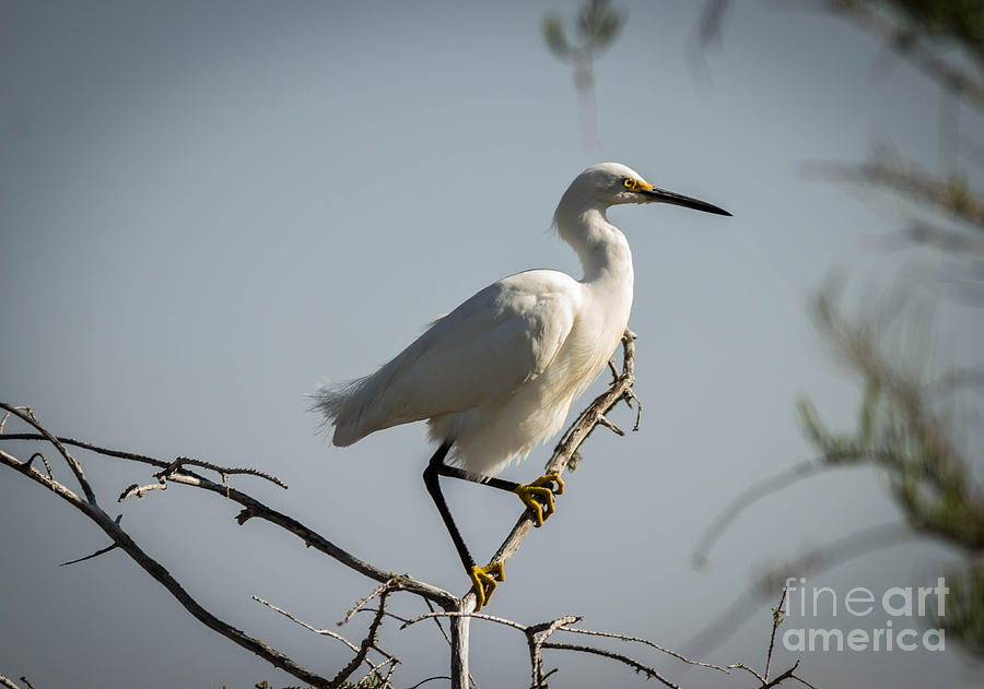 The Snowy Egret Photograph