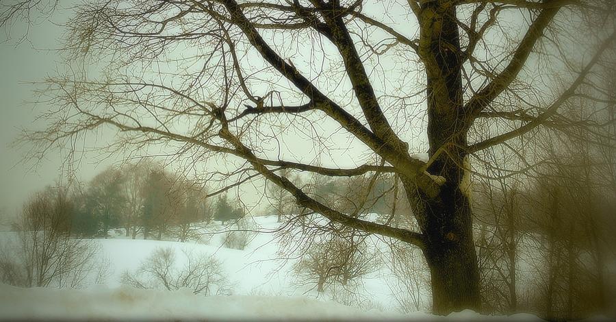 Foggy landscape Photograph by Marysue Ryan