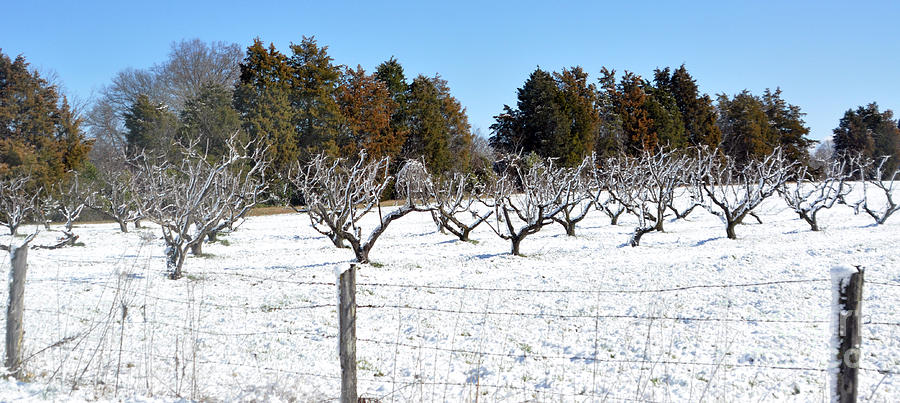 The Snowy Orchard  Photograph by Lydia Holly