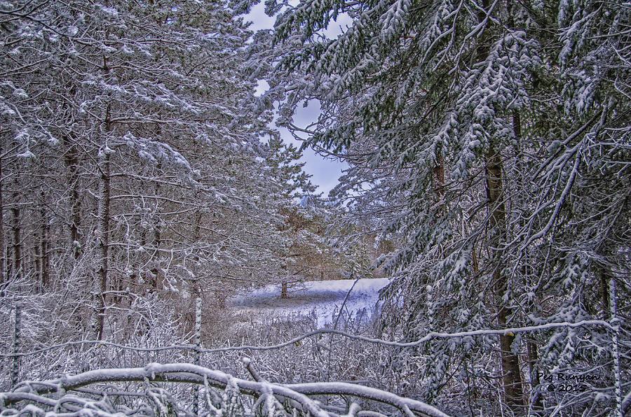 Winter Photograph - The Snowy Woods by Peg Runyan