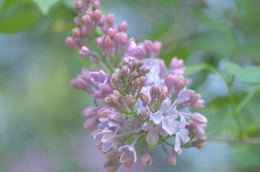 The Softness Of Lilac 2 Photograph by Fraida Gutovich