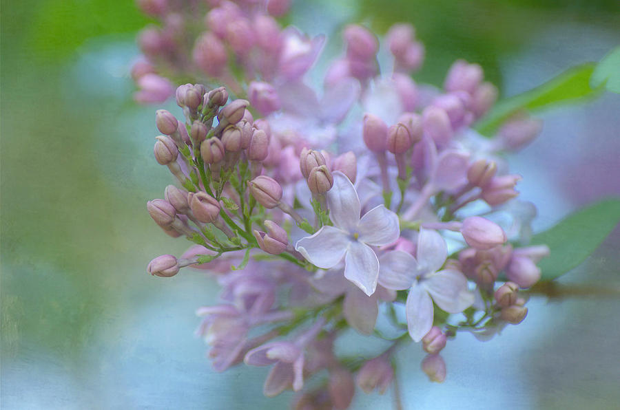 The Softness Of Lilac 3 Photograph by Fraida Gutovich