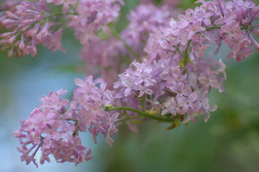Nature Photograph - The Softness Of Lilac 4 by Fraida Gutovich