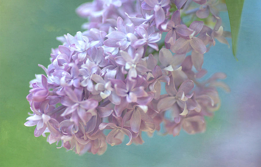 The Softness Of Lilac Photograph by Fraida Gutovich