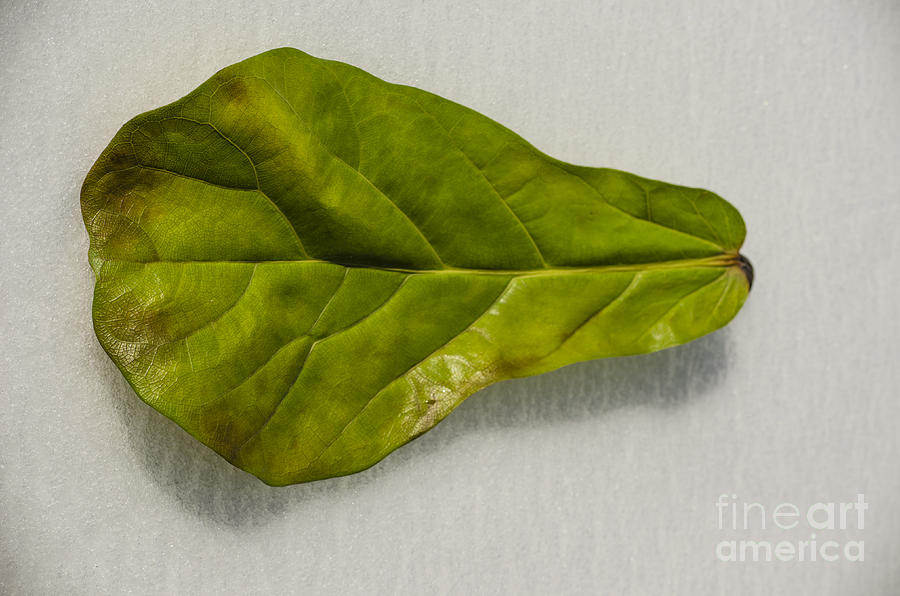 Winter Photograph - The Solitary Fiddle Leaf by Deborah Smolinske