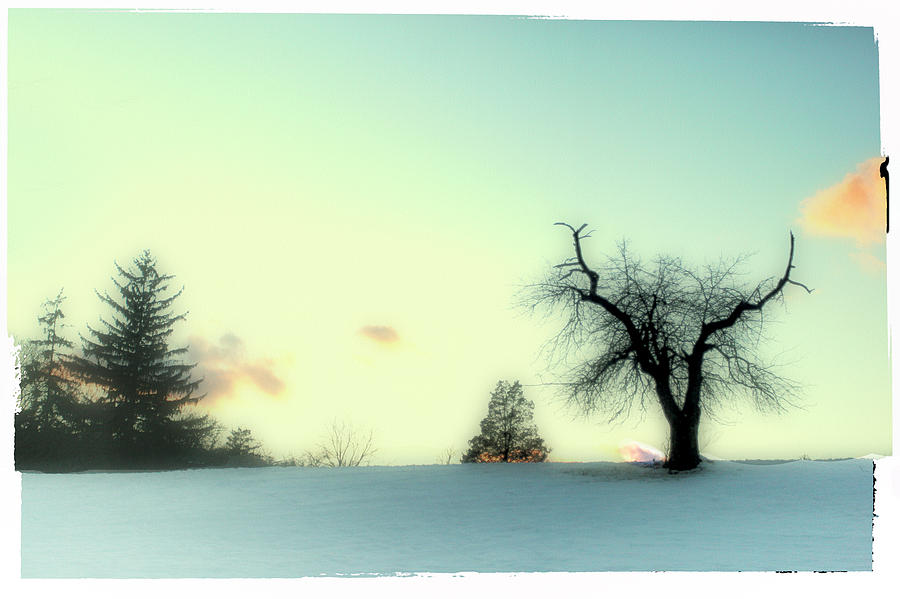 The Solitary Tree Photograph by Ellin Pollachek - Fine Art America