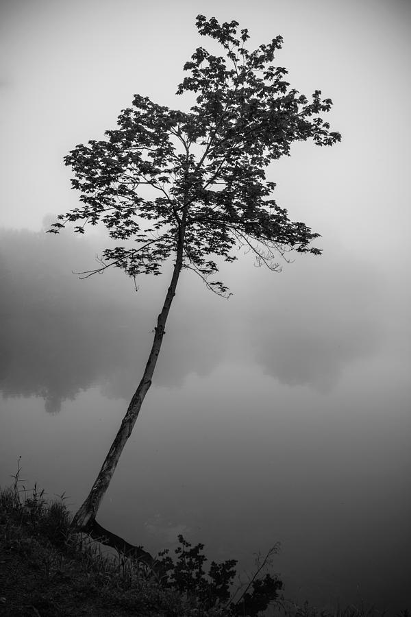 The Solitary Tree Photograph by Mark Rogers